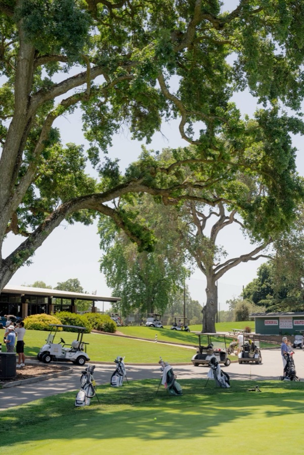 Golf bags under an old oak tree by the clubhouse